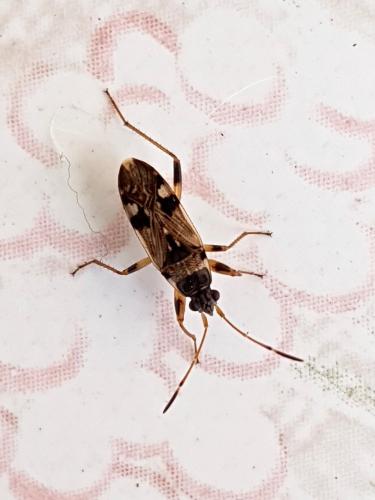 Beosus maritimus